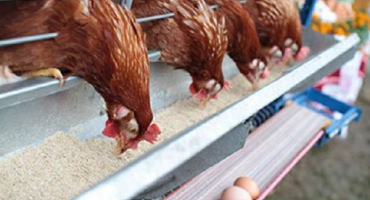 Kolik rybí moučky dávat nosnicím, výhody a pravidla pro použití různých druhů